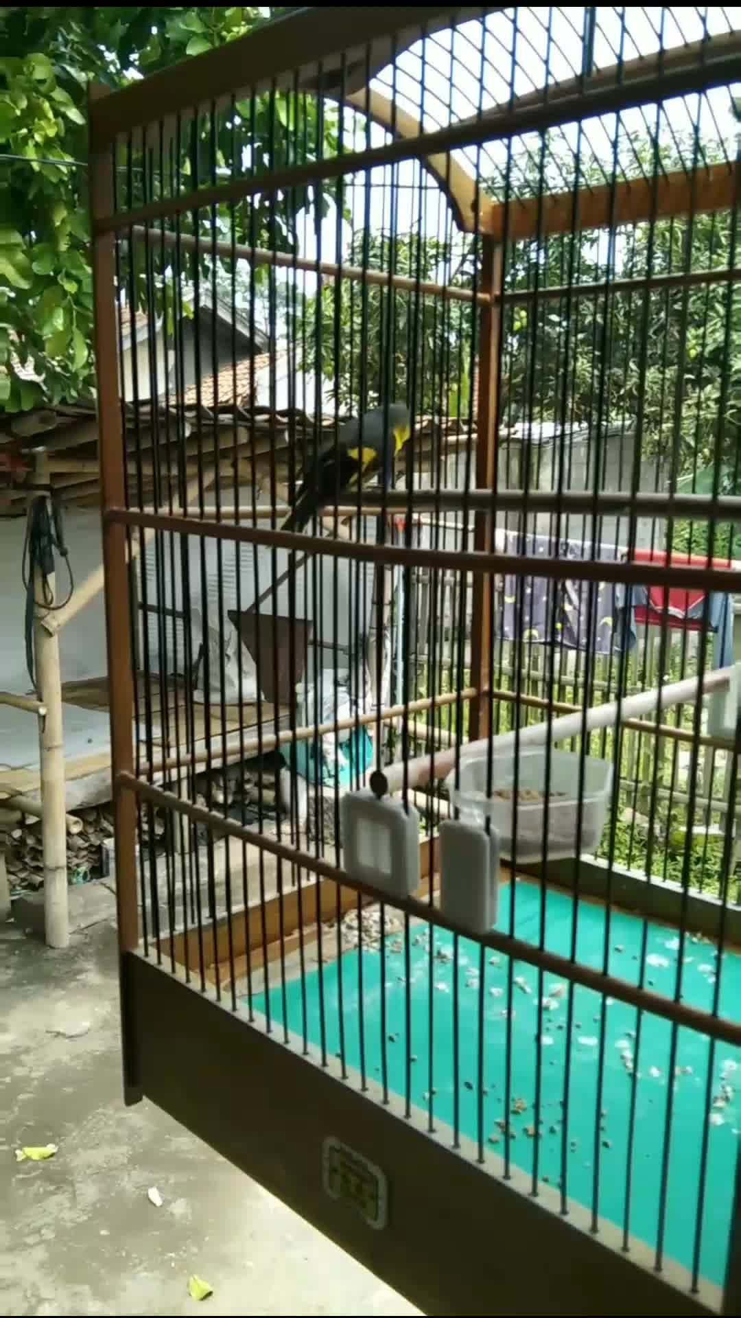 burung nya lincah 