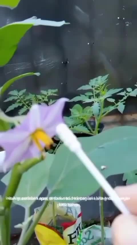 Bikin Pohon Terong Berbuah Lebat Pake Cotton Bud