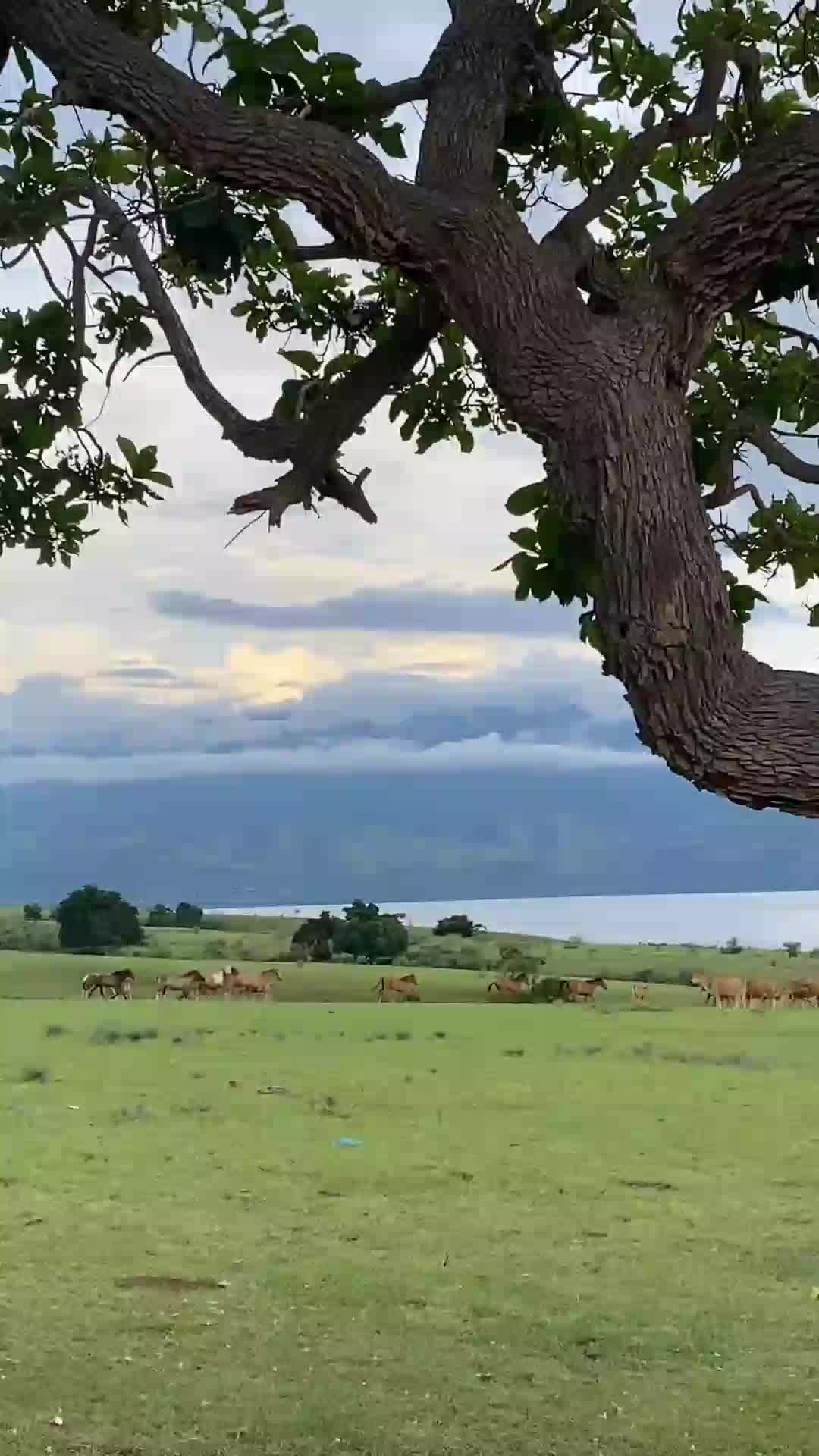 Alam Semesta. 🗻 
#AnakNTT #sumbatimur #fypシ゚viral 