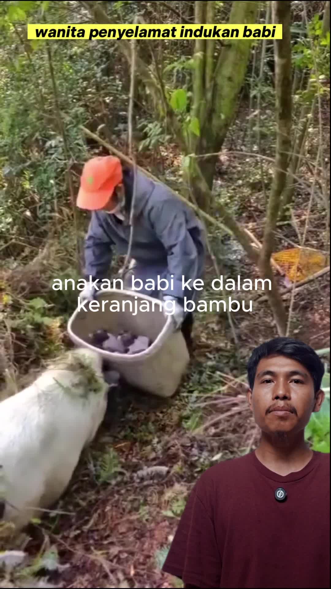 wanita penyelamat indukan babi #save #baby #cute