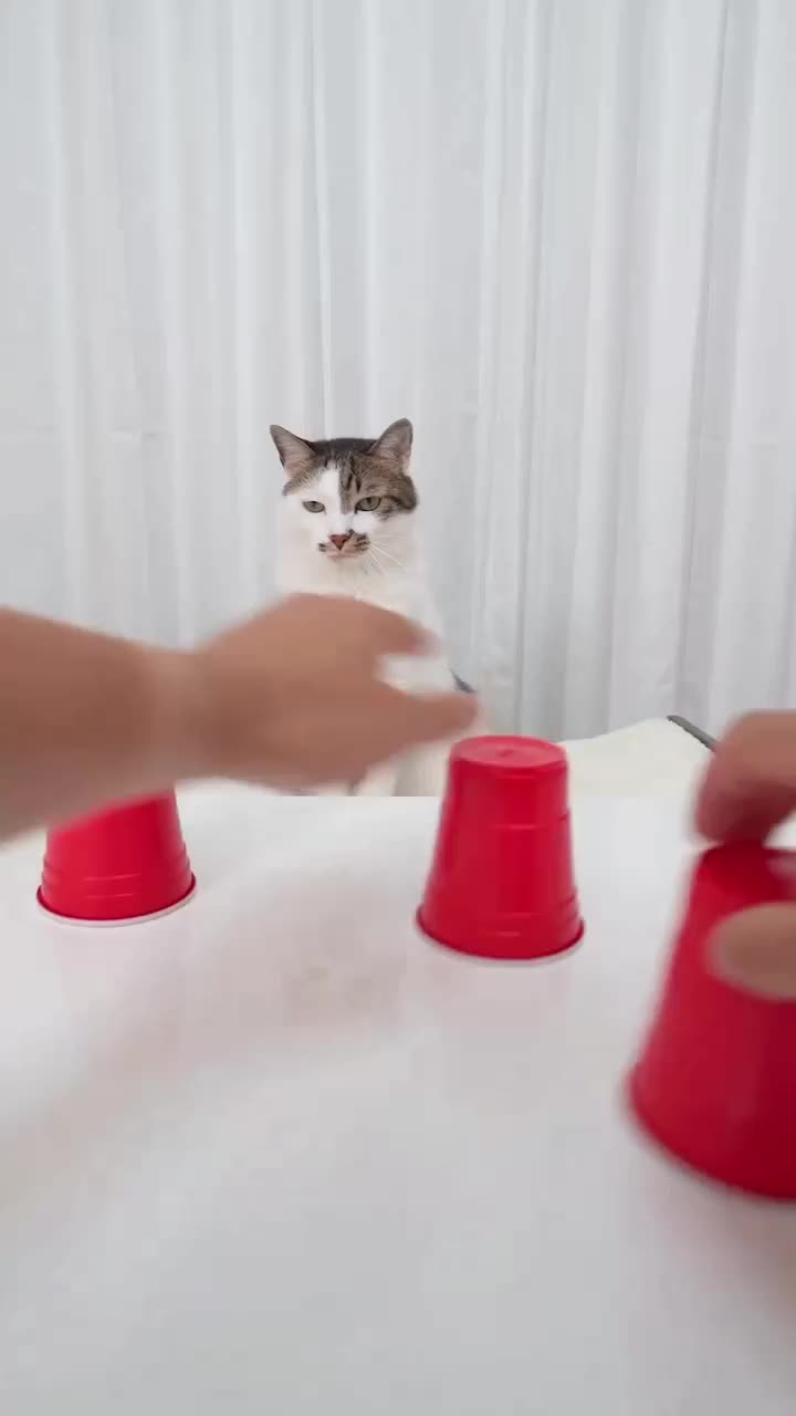 kucing pinter