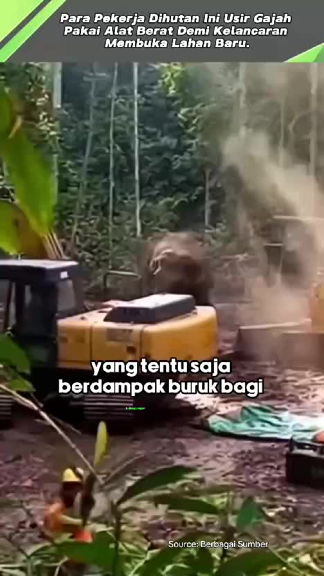 Miris Para Pekerja Dihutan Ini Usir Gajah Pakai Alat Berat Demi Kelancaran Membuka Lahan Baru. #videoviral  #miris  #perusak  #hutan