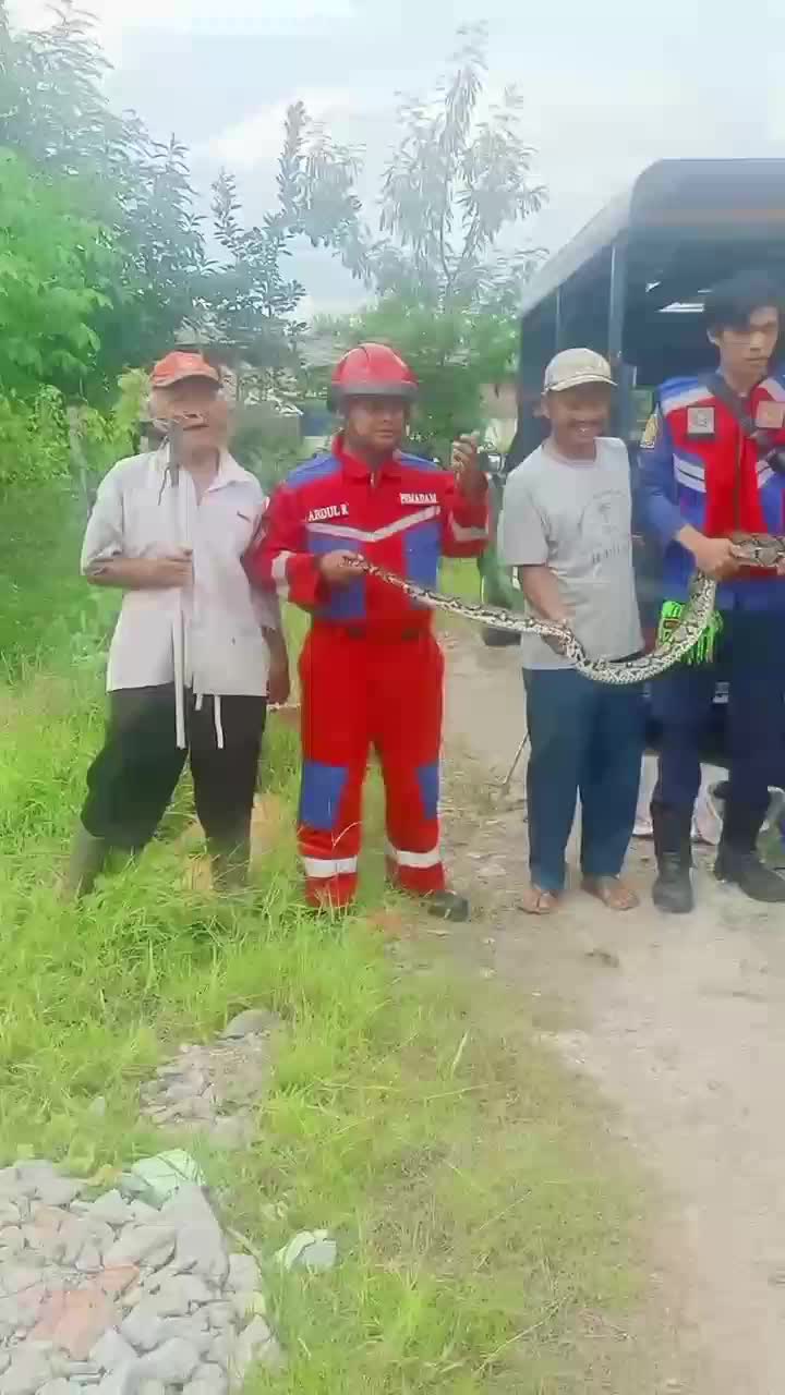 penemuan ular terpanjang di dunia 