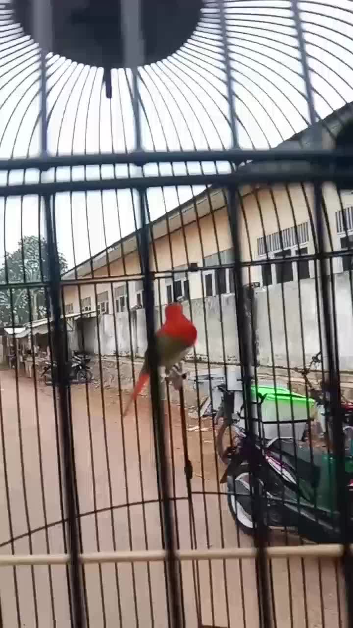 jalan² bersama kolibri sepah raja. 🔥🔥🔥