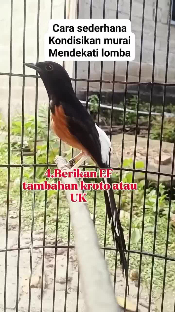  persiapan mendekati lomba!! 
 #RCTIPlus  #HOTrctiplus  #RCTIoke  #icrcti 
 #pecintakicaumania  #burungkicau  #kicaumania 