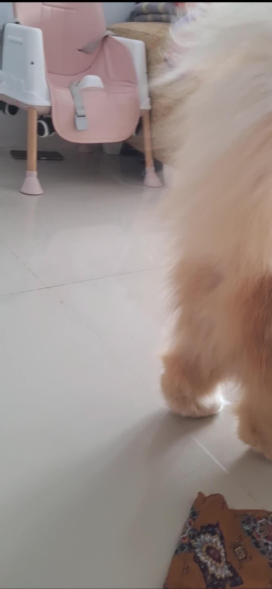 Gemes banget kucingnya sampe ditidurin ?