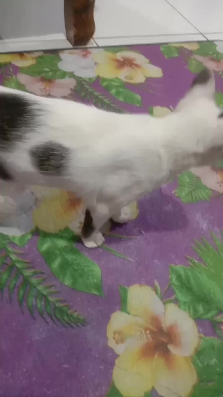 emmpuss minta makan