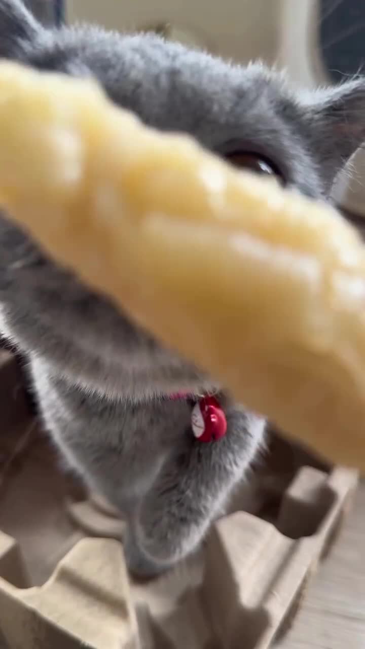 Rasanya kayak...
#Fyp #kucing #kucingindonesia #videoviral #videolucu #videongakak #ngakak #lucu #like #dagelan #HOTrctiplus