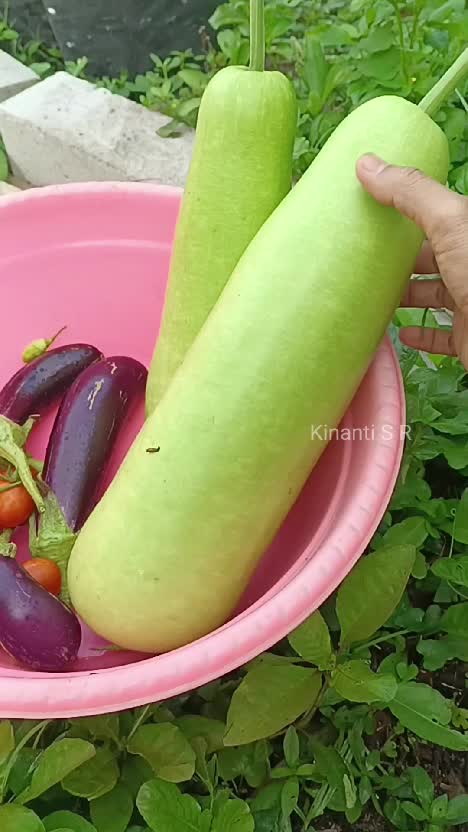 Hasil panen dr kebun sederhanaku di halaman samping rumah. Nikmat hidup di desa #Berkebun #hobiberkebun #suasanapedesaan 
