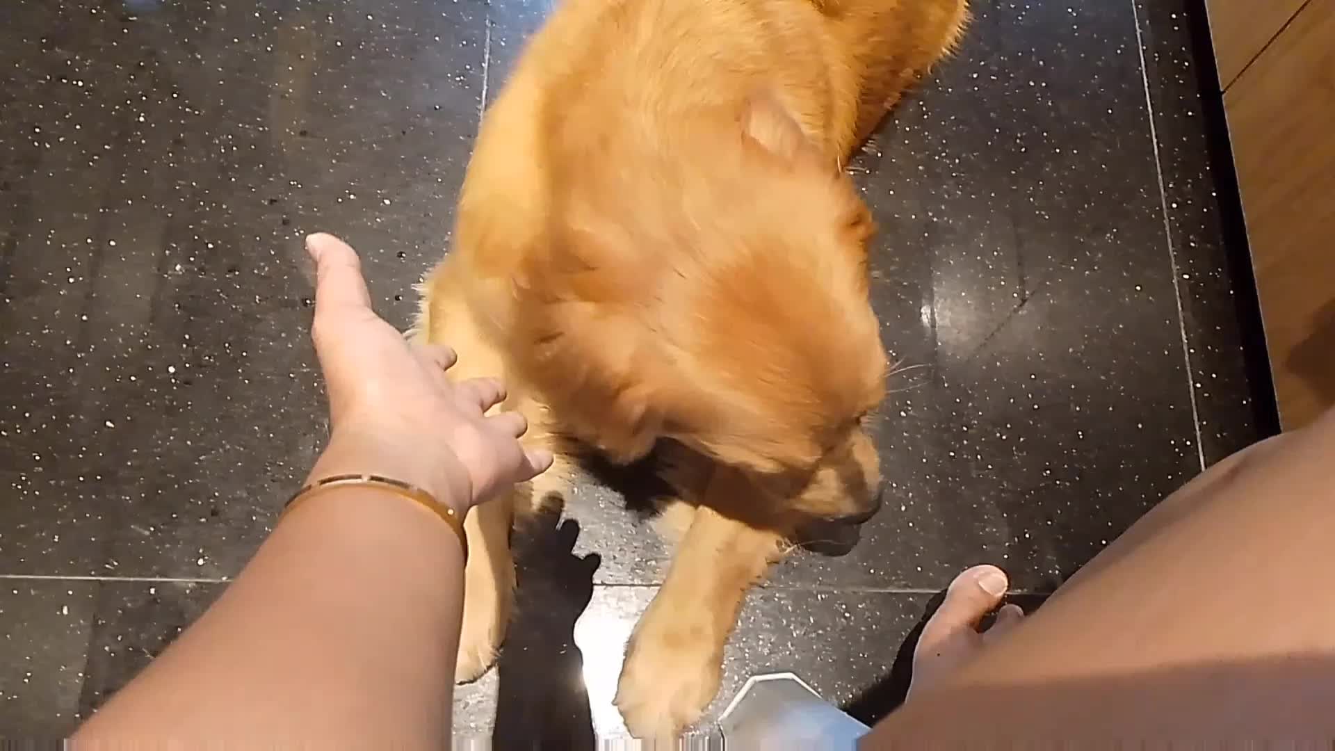 main sama golden retriever 
 #fypシ  #fypシ゚viral  #goldenricifer 