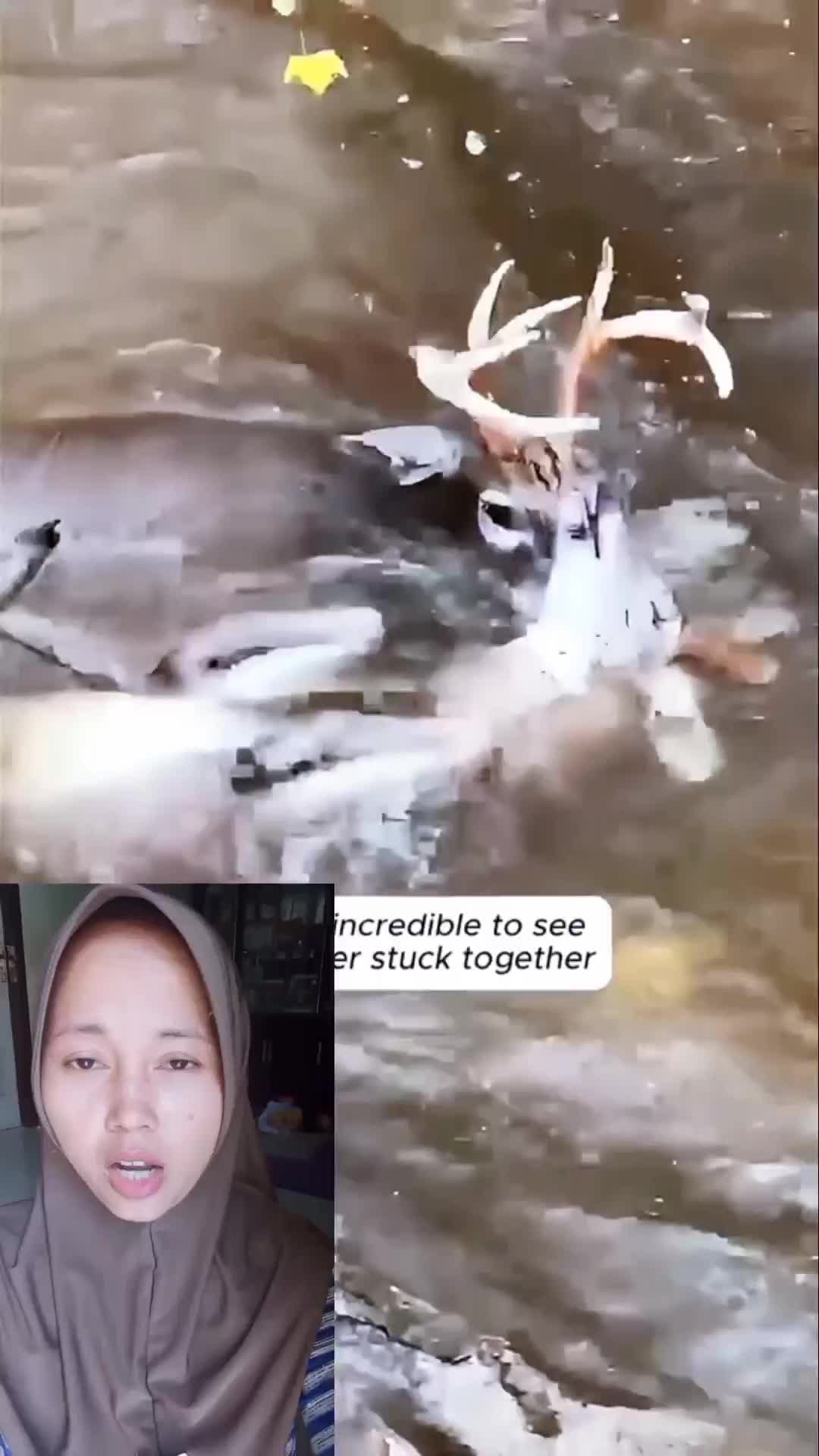 tanduk rusa menyangkut #rusa #hewan #animal #viral 