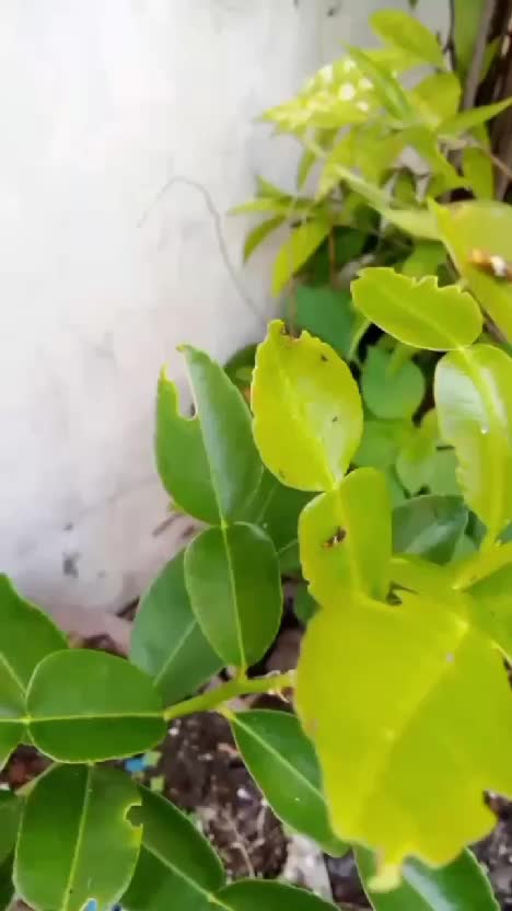 Basmi hama semut dengan pestisida nabati dari yieldmore  #kebunshaka 