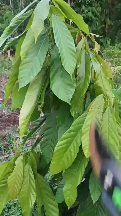kebun kakao tumpang sari
