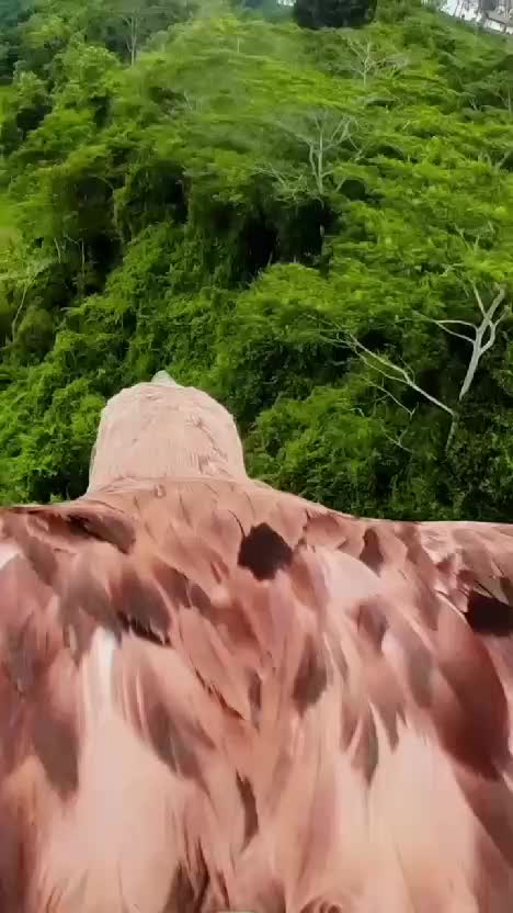 Pandangan mata elang 