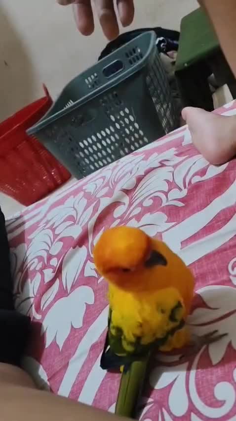 #birds #sunconure 