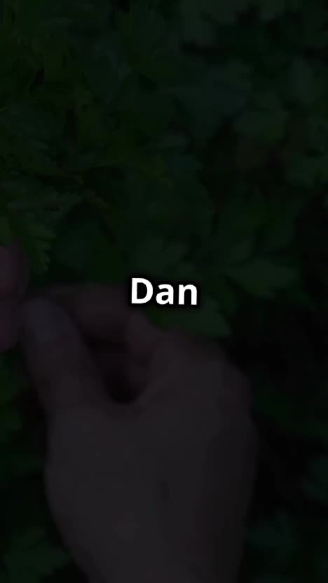 Daun Peterseli untuk daurmu  #daunpeterseli  #tanaman  #bumbumasak