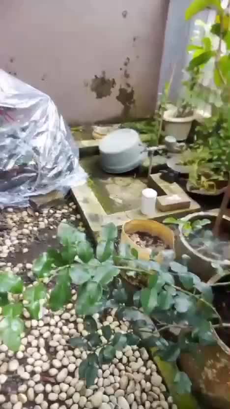 Cara pakai pupuk organik cair dari infarm #pupukorganikcair #pupukinfarm #pupuktanamanbuah #kontenberkebun #berkebundihalamanrumah #hoby #ke