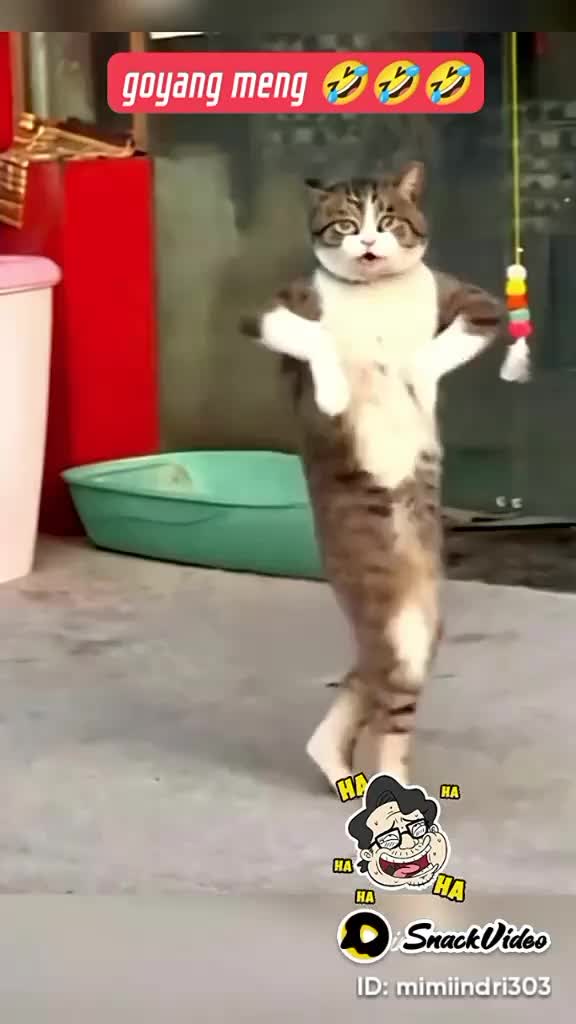 lucu bikin ngakak sioyen lagi geboy dangdut ??