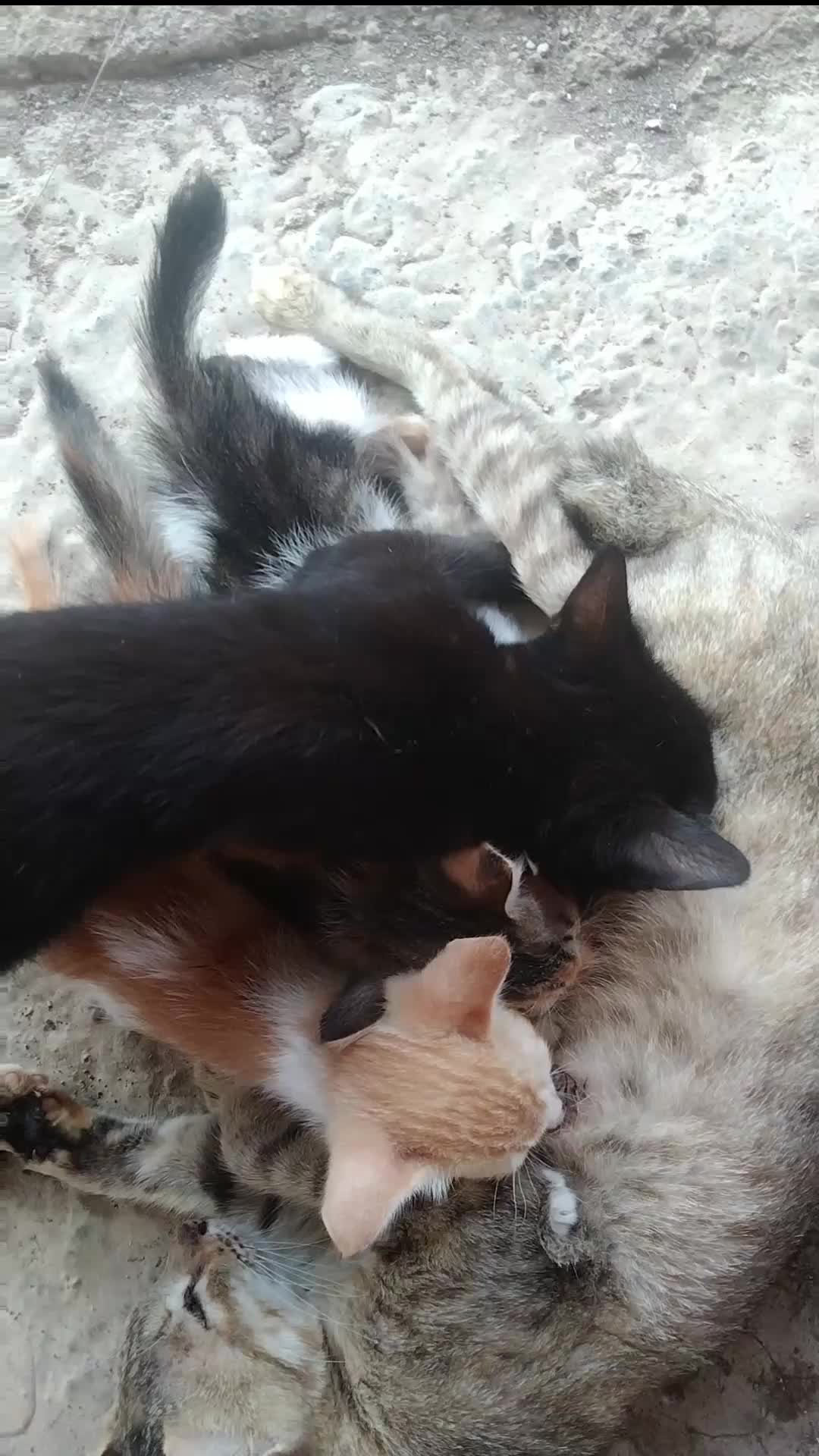 kucing kampung 🥰 #fypシ゚viral  #duniakucing 