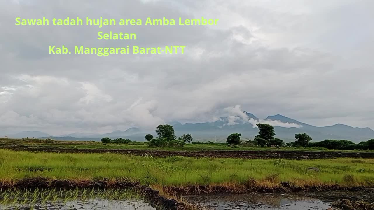  #SawahFloresAmbaLemborSelatan