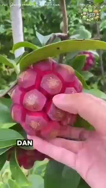 BUAH APA NI #fyp #fypシ゚viral #HOTrctiplus #RCTIPlus #viral #rcti #rigelagency