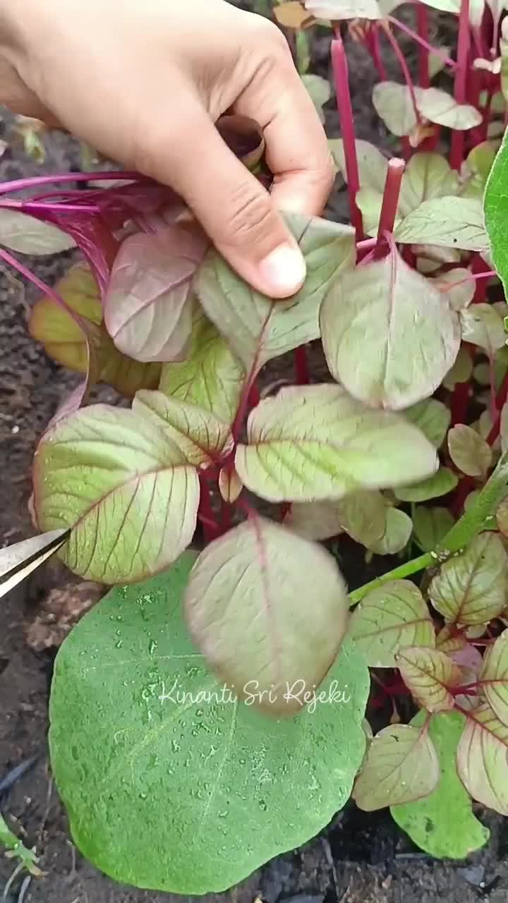 Panen bayam merah di kebun samping rumah
#HOTrctiplus #RCTIPlus #shortplus #shorts #Berkebun #berkebundirumah #gardening 