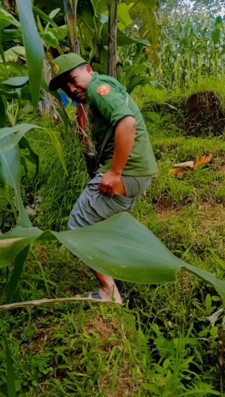 hari ini nagbuburit sambil ngonten di sawah guys