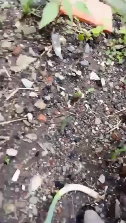 Serunya berkebun di halaman  #berkebun  #menanamaeledri  #seru  #aktifitasluarruangan 