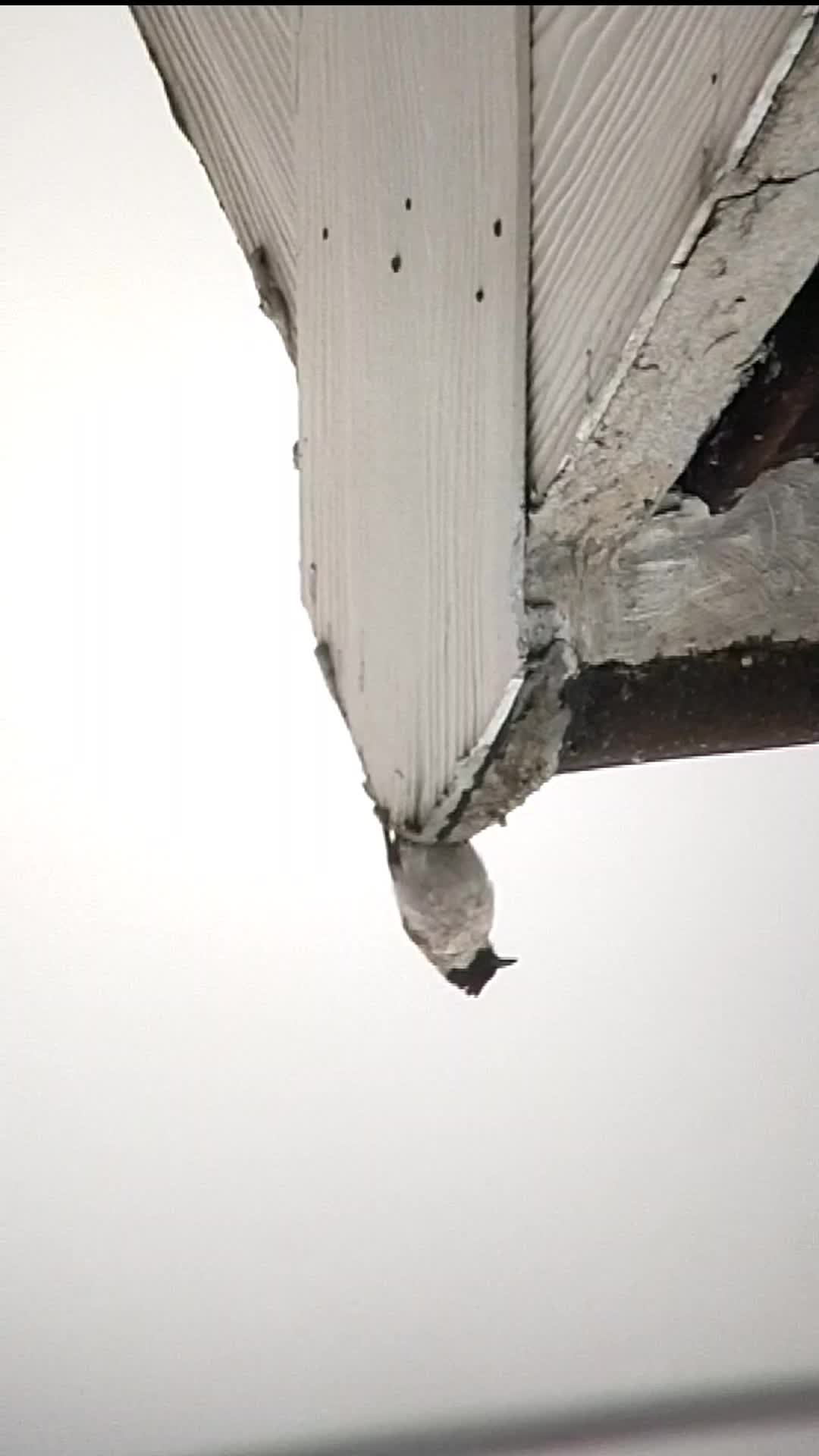 BAKAL MENYESAL JIKA TIDAK MELIHAT VIDEO INI SAMPAI AKHIR, HEWAN INI AKAN MELAKUKAN HAL DILUAR NALAR 🧐 
 #burungkicau  #burungkicau  #perangk