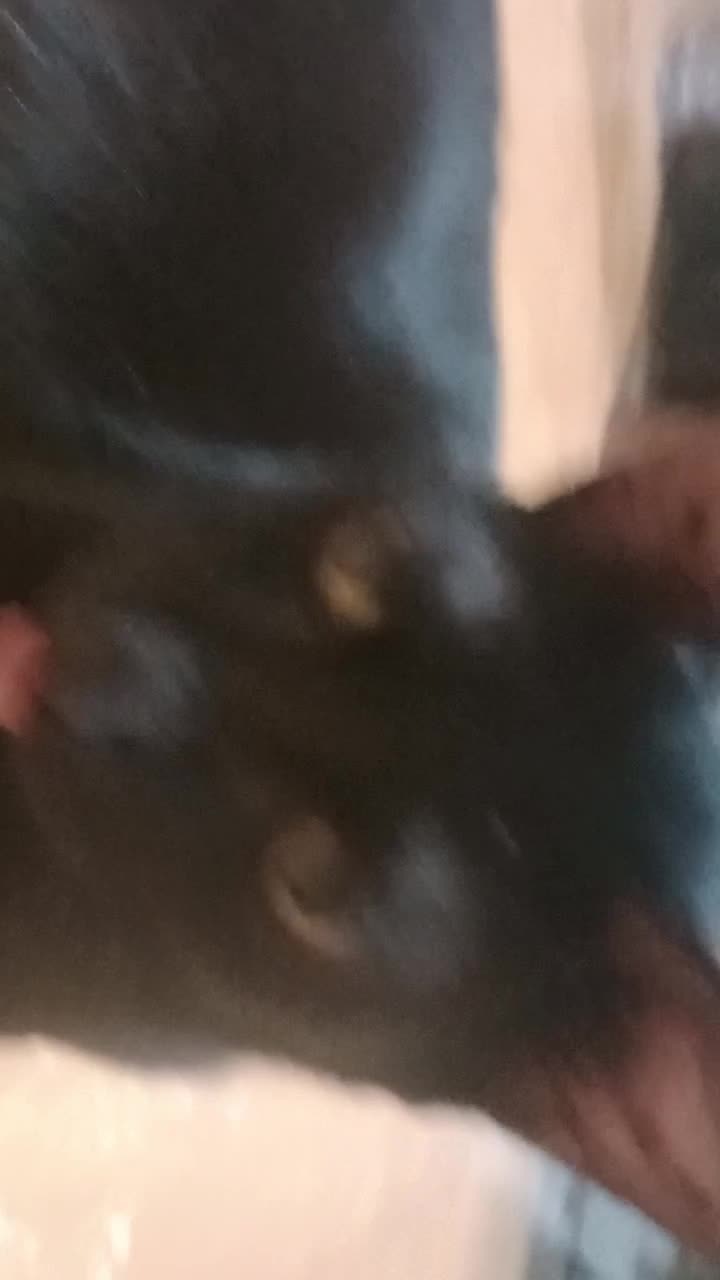 my cat is very cute's