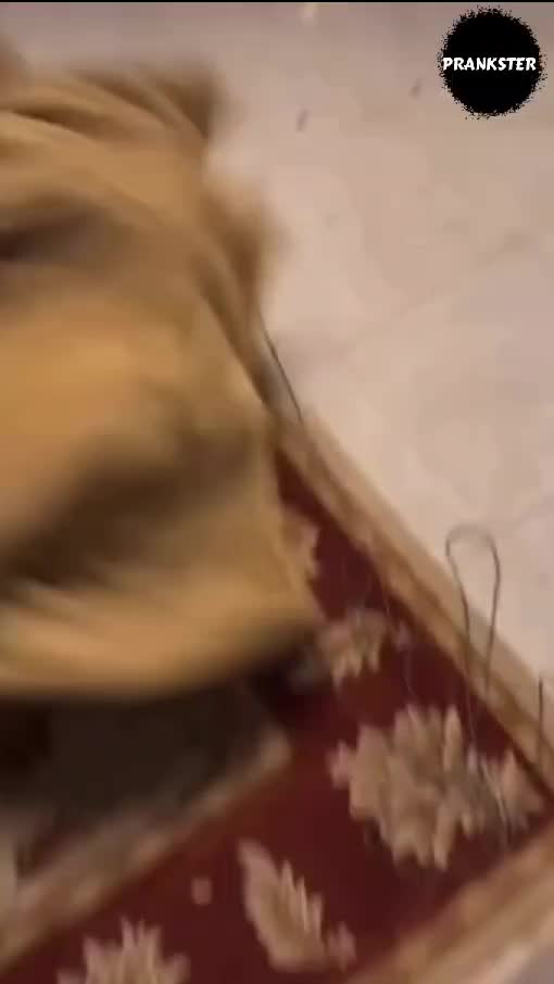 #402 Gokil diiket dikambing🤣🤣
#videolucu #prank 