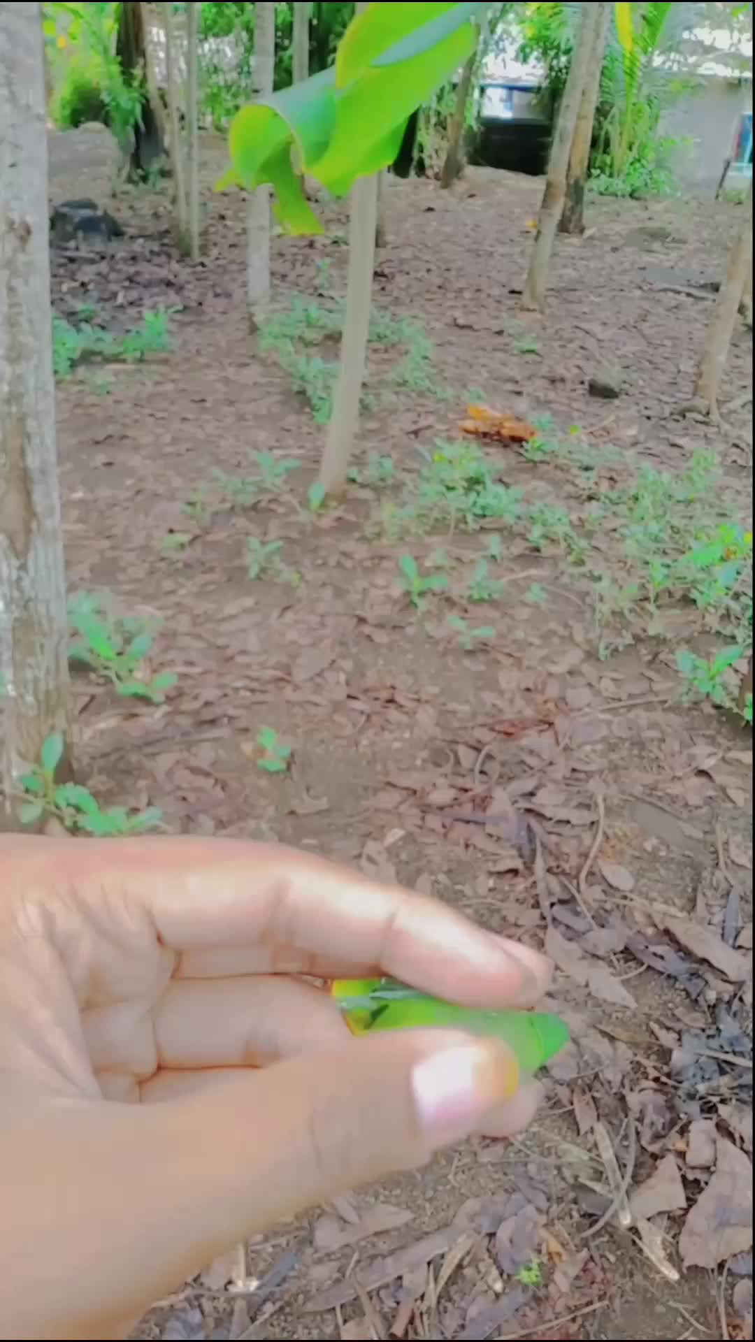 Kertas digulung gulung bisa jadi ulat menggeliat 🐛🐛 😱🍃  #ulat #lutfiafifi 