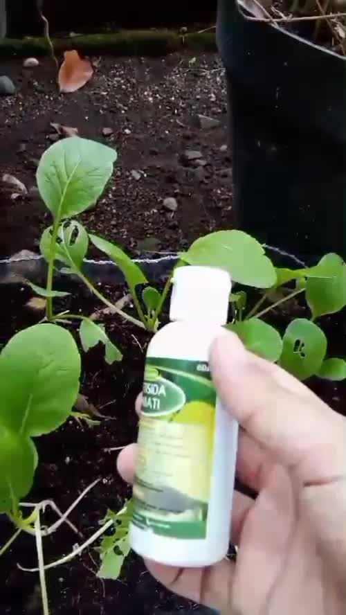 Pestisida untuk tanamanku