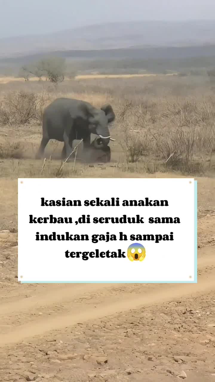 anakan kerbau di seruduk sama gajah, KASIANNYA #reall#fyp#followme 