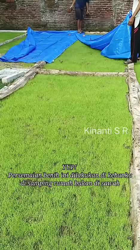 Persemaian benih padi di kebunku. Benih padinya tidak di tebar di sawah, tapi di kebun samping rumah guys .. #Berkebun #bertani #beternak #h