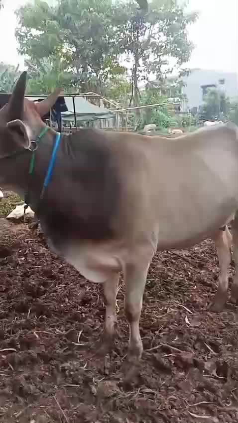 sapi kurban 
 #Mau makan daging kurban tanpa takut kolesterol naik? Coba tips di video kali ini, yuk! ? 
 #sapikorban 