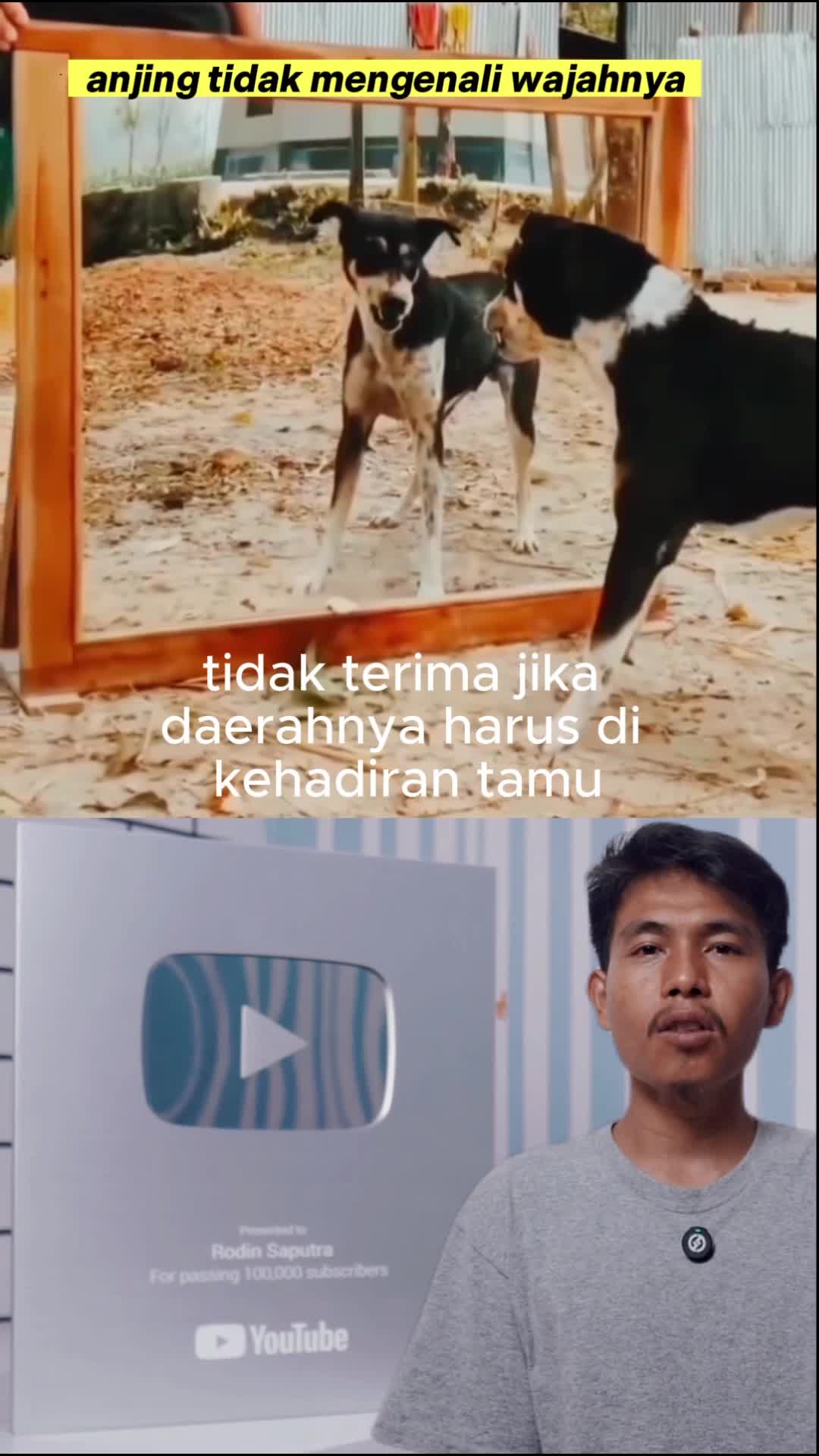 anjing tidak mengenali wajahnya #anjing #lucu #komedi