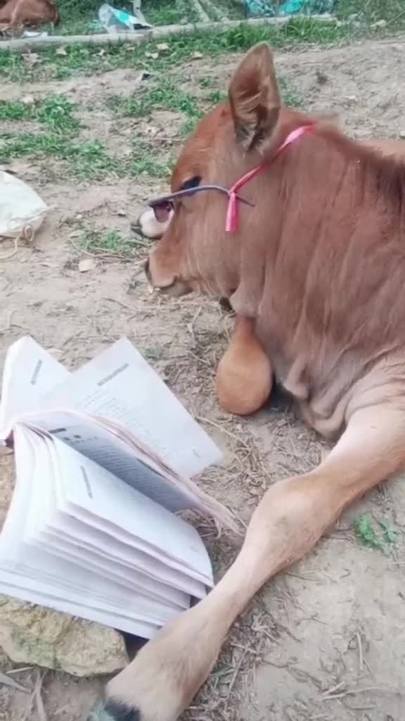 Belajar yang rajin, biar ga dikorbankan... 