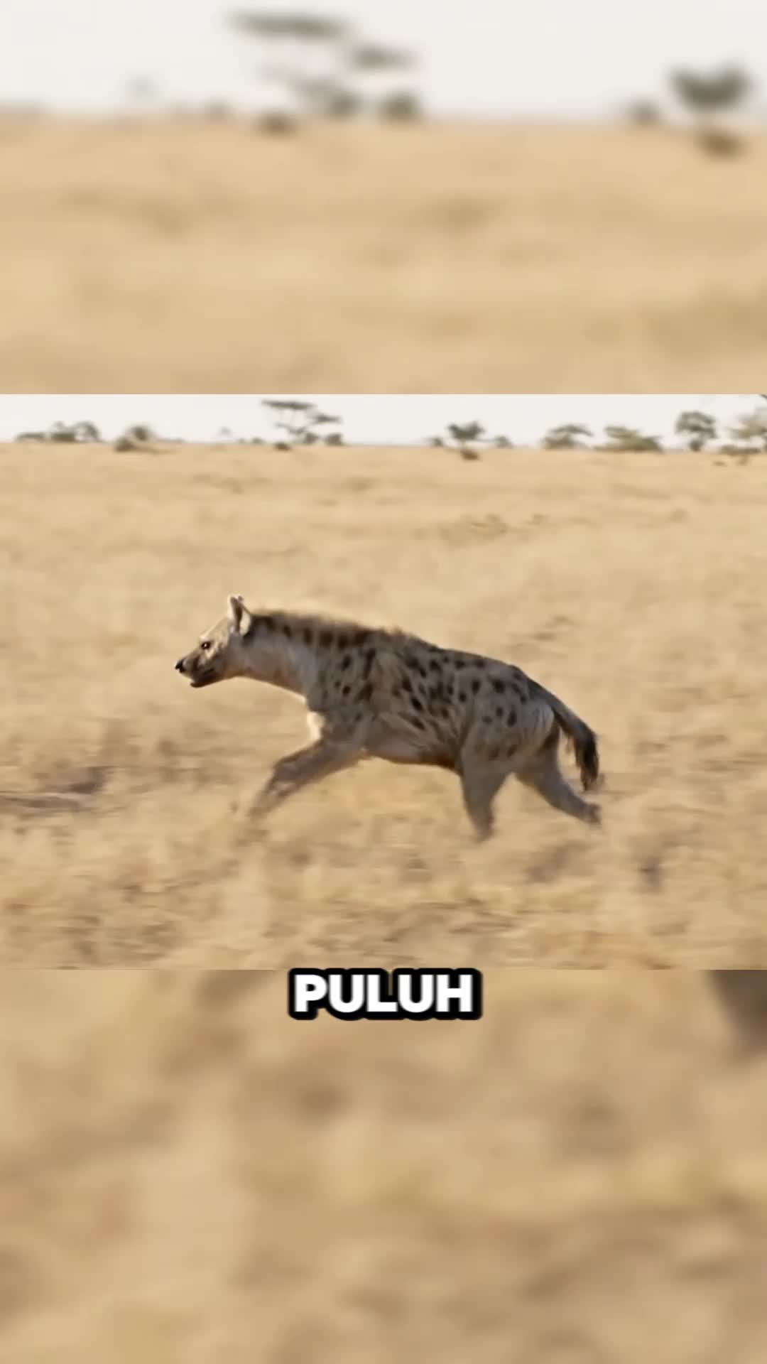 "3 Fakta Mengejutkan Hyena, Predator Terkuat Afrika!"
