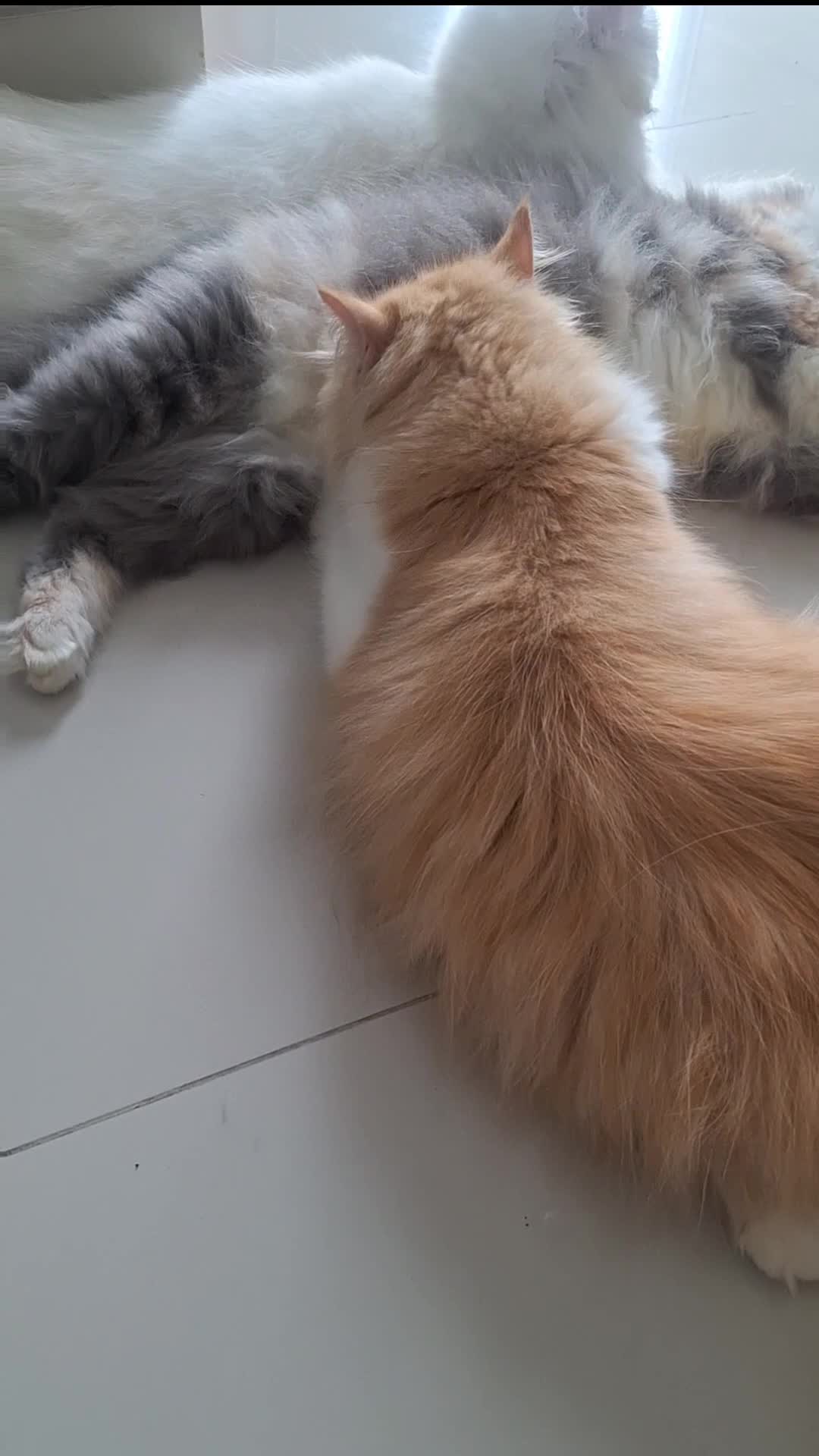 Kucing kamu gini juga ga sih? 😂😂


#kucing #kucinggemoy #gemes #video #reel #fyp #viral #fypシ #fypシ゚viral #kucingoyen