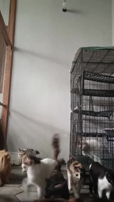 Aktifitas bersama kucing 🐱