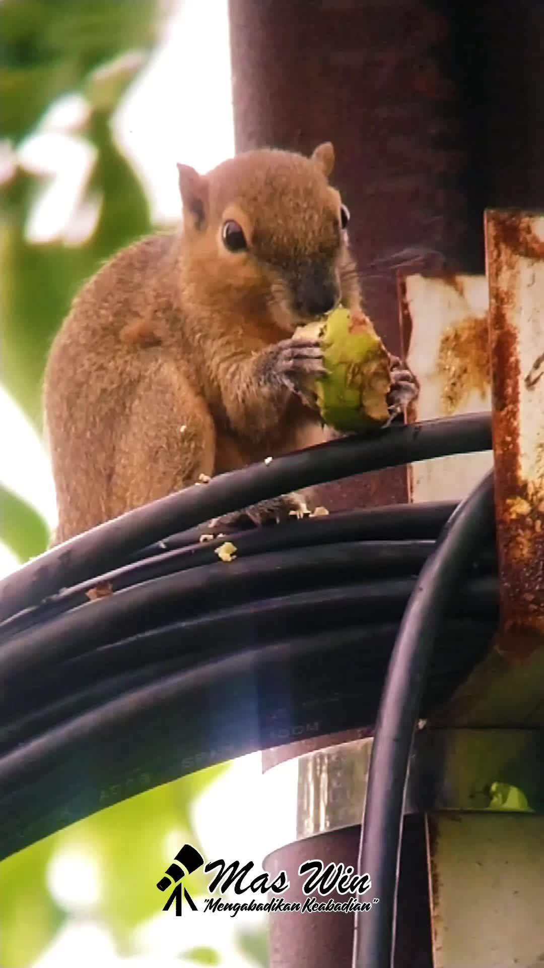 BAKAL MENYESAL JIKA TIDAK MELIHAT VIDEO INI SAMPAI AKHIR, HEWAN INI AKAN MELAKUKAN HAL DILUAR NALAR 🧐 
 #burungkicau  #burungkicau  #perangk