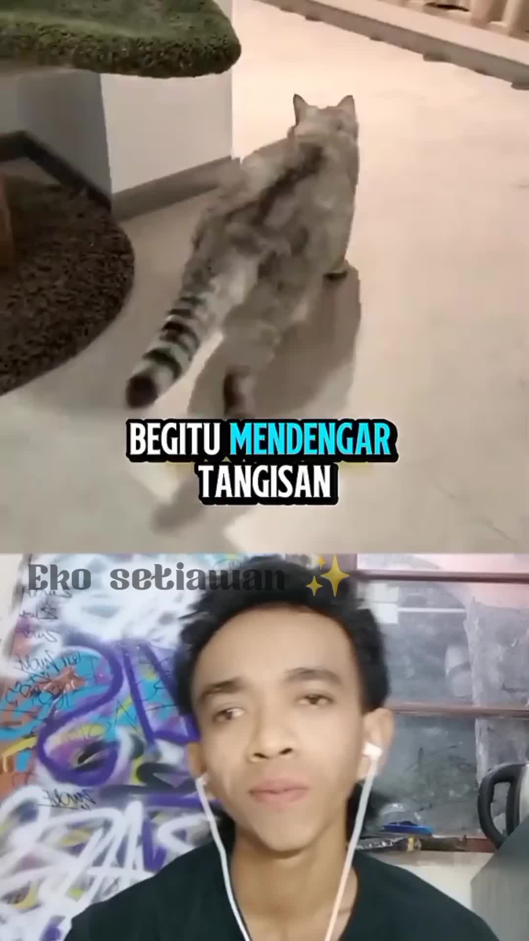 expresi si kucing lucu banget ketika di prank sama majikannya 😍😁 #clippers #duett #virall #HOTrctiplus #HOTrctiplus #fyp 