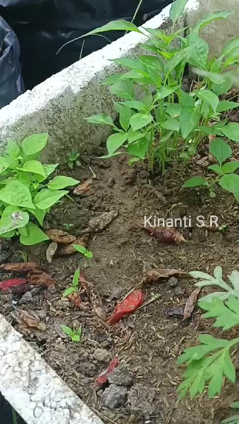 Petik cabe di polibek dan spill tomat berbuah lebat. #berkebun #berkebundihalaman #hobbyberkebun #shortplus 