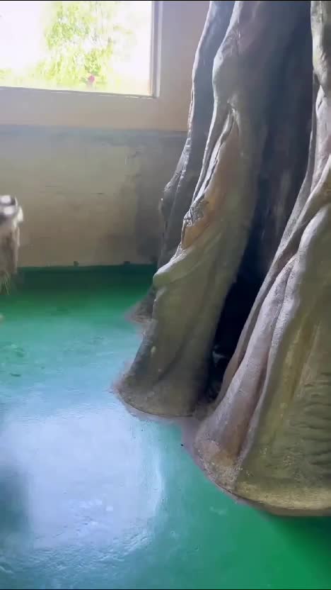   #RCTIPlus  #HOTrctiplus  #videokreatif 
 #virall 