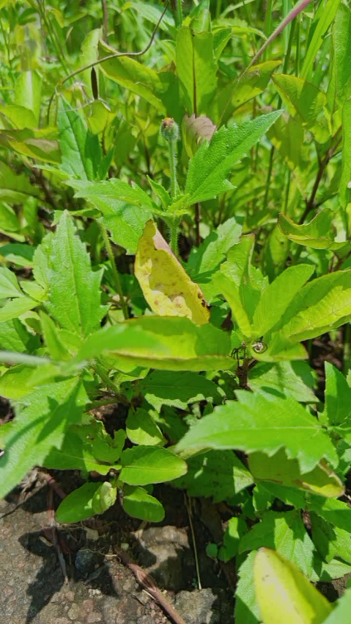 jangan pake hati #fyp 