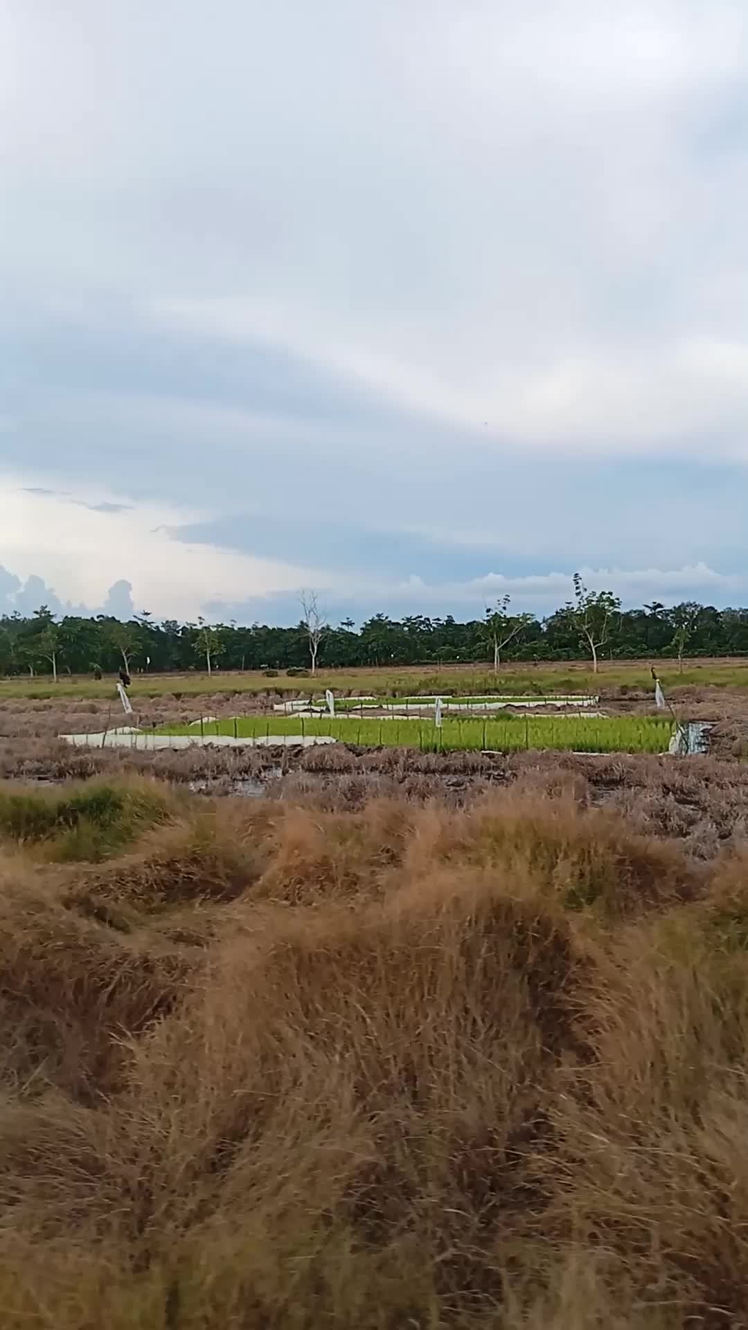 perjalanan melewati ladang atau sawah 