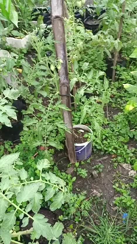 Panen lagi dari kebun #Berkebun #suasanapedesaan #panensayur 
