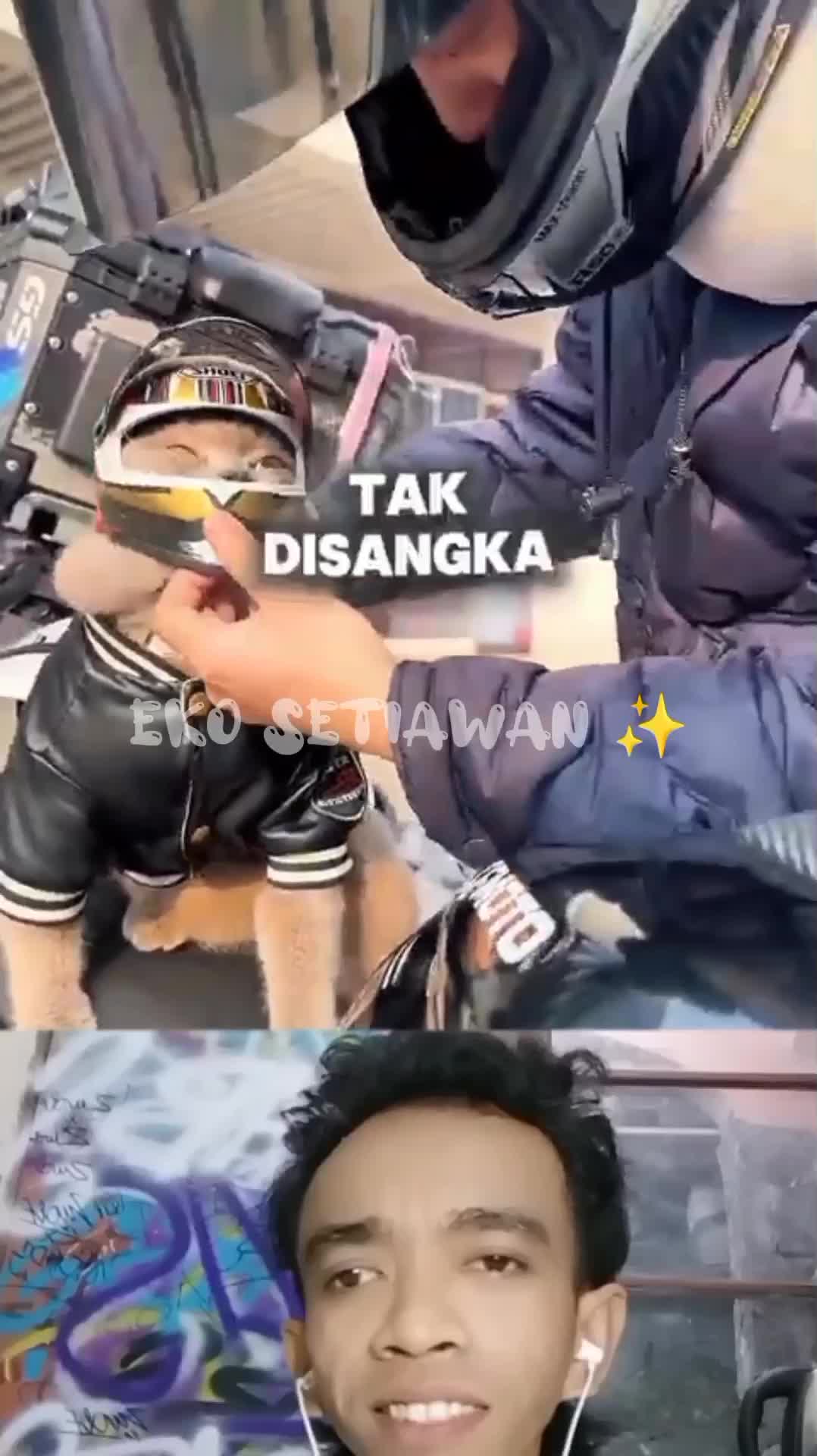 kucing ini sangat senang menjadi rider yang menjelajahi jalanan bersama majikannya ??