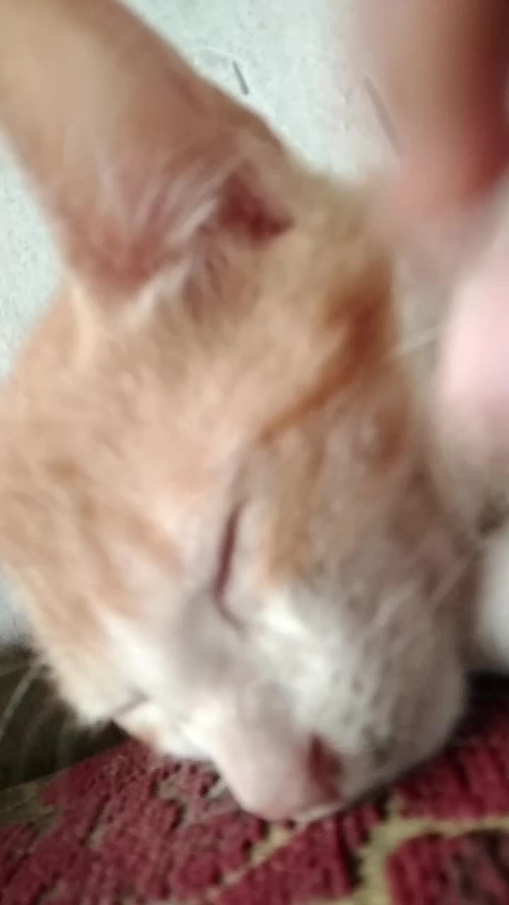 kucing kampung  #fypシ゚viral #duniakucing #kucingoyen 